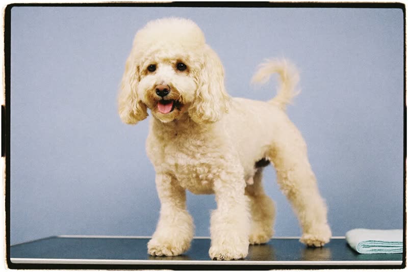 A poodle standing calmly on the grooming table