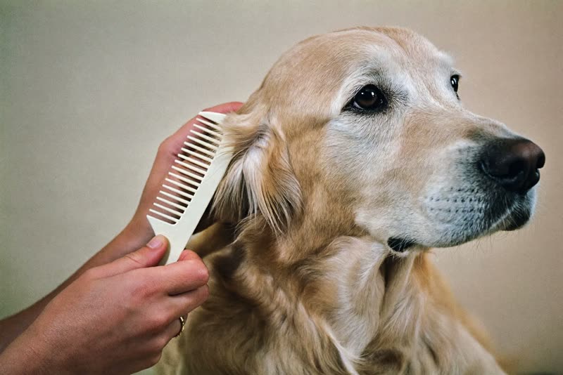 Hands combing out a golden retriever's ear fur