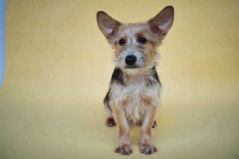 A scruffy crossbreed puppy sitting for its first groom