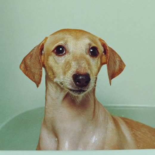 A small terrier freshly washed and dried