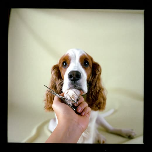 A spaniel's paw during a nail trim