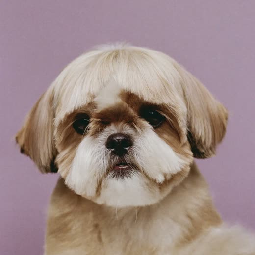 A shih tzu after a face and feet tidy-up