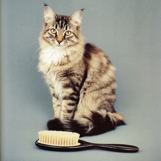 A long-haired cat with a freshly brushed coat